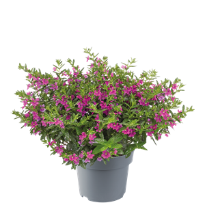Afbeelding van EJ Cuphea P19 dark purple